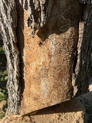 The Climbing Grunt Tree Service