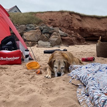 Thunder Cove Beach - Pup tired out after a fun day at Thunder Cove Beach. - Beaches Near Me - Kensington, Prince Edward Island