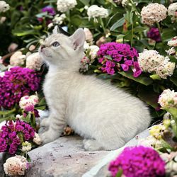 The Kitten Spot