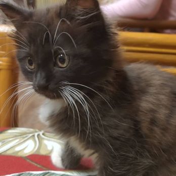 Aloha Kitty Cafe - Pet Adoption Near Me - Kailua, Hawaii