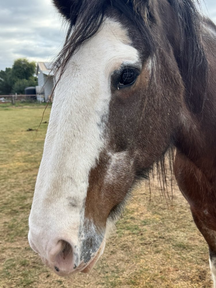 USA Clydesdale Preservation Foundation - social services organization in Gilbert, AZ