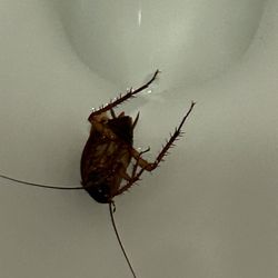 Dewey Pest & Termite Control - Inside pests. Possibly WaterBoatman bugs.