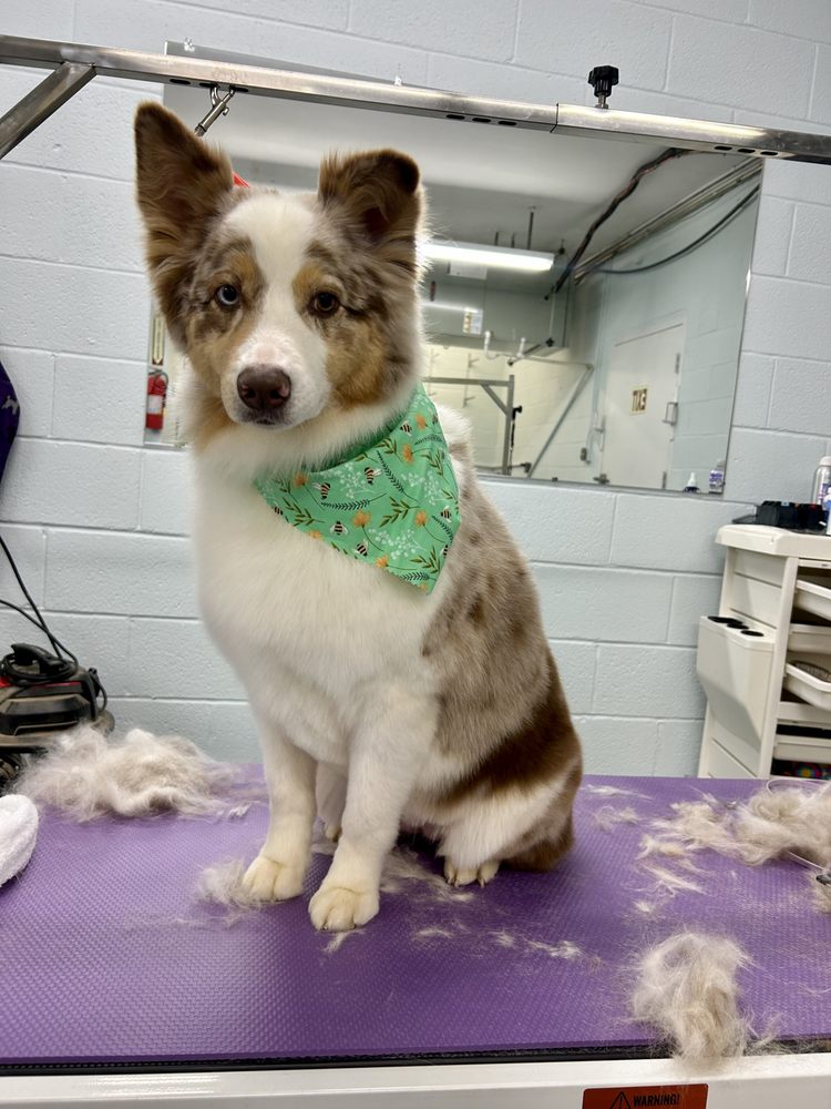 DOWNTOWN PAW AND HOOF Updated August 2024 127 S Main St, Norwood, North Carolina Pet