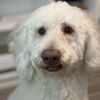 Isabel's Dog Grooming gift card