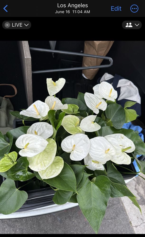 SAN GABRIEL NURSERY 754 Maple Ave, Los Angeles, California Florists