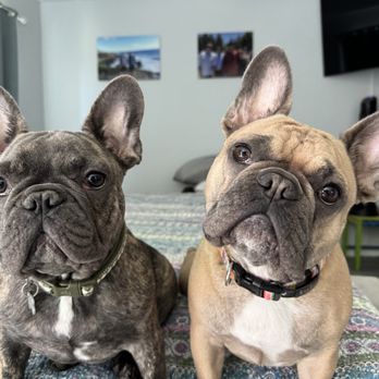 Balanced Approach Dog Training - Happier dogs thanks to Mark - Pet Training Near Me Balanced Approach Dog Training - Happier dogs thanks to Mark - Pet Training Near Me
