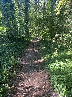 Photo of Bresemann Forest Park Trail - Spanaway, WA, US.