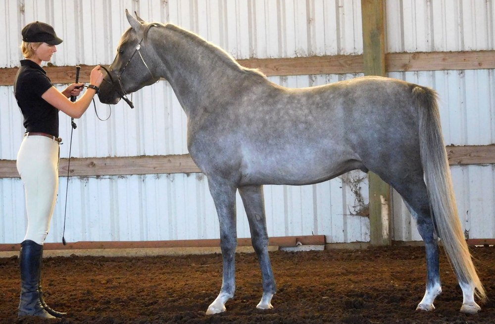 Pioneer Tack - equestrian in Aumsville, OR