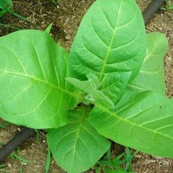 Organic Tobacco