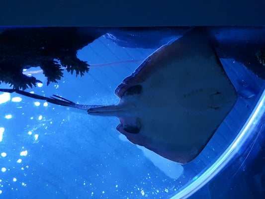 Sea Life Scheveningen by null