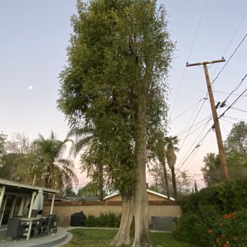 Ayala's Tree Service - Tree before removal and bushes. - Tree Services Near Me Ayala's Tree Service - Tree before removal and bushes. - Tree Services Near Me