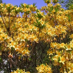 Botanischer Garten der Universität Basel