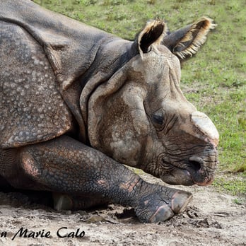 Zoo Miami - Sumatran Rhino - Zoos Near Me - Miami, Florida Zoo Miami - Sumatran Rhino - Zoos Near Me - Miami, Florida