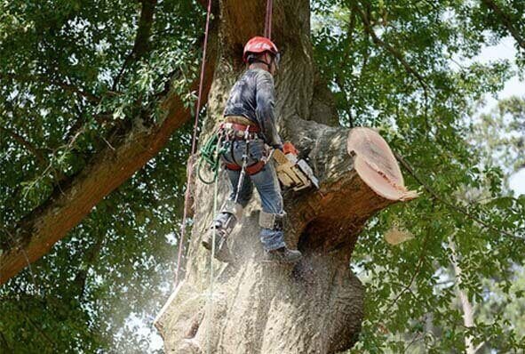 GUNNISON TREE SERVICES - Updated July 2026 - 28 Photos & 82 Reviews ...