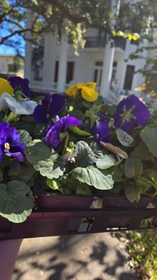 Galveston Garden Club