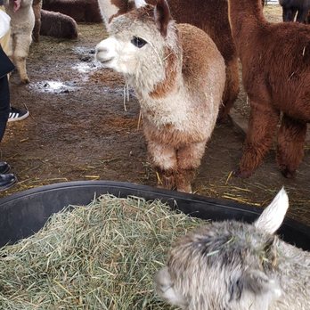Cascade Rose Alpacas - Petting Zoos Near Me - Carnation, Washington