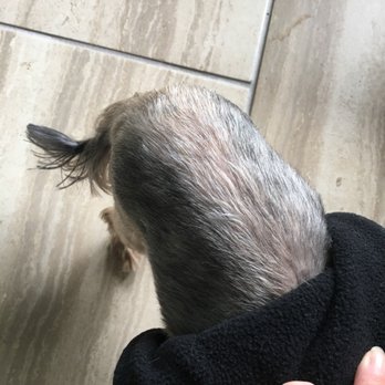 Fancy Paws Boutique & Pet Styling - Pet Groomers Near Me - Corpus Christi, Texas Fancy Paws Boutique & Pet Styling - Pet Groomers Near Me - Corpus Christi, Texas