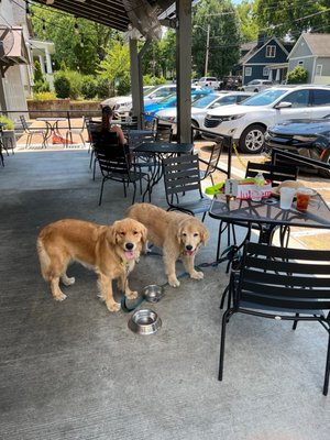 Frothy Monkey by null