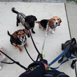 Wags And Wagons