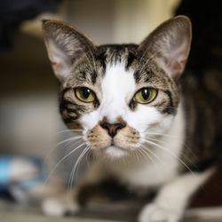 Calusa Veterinary Center