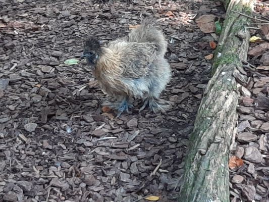 Ohio Bird Sanctuary by null