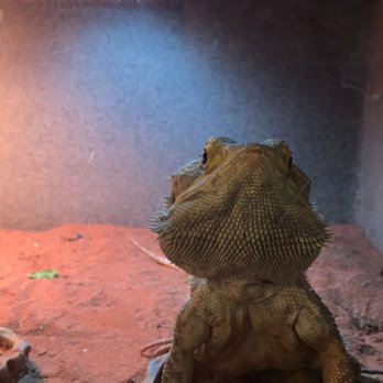 Underground Reptiles - Well hello! - Reptile Shops Near Me - Deerfield Beach, Florida