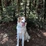 Photo of Citizen Canine