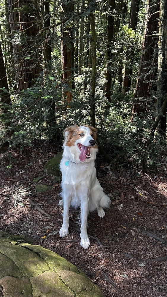 Citizen Canine - pet boarding facility in Oakland, CA