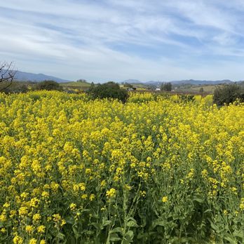 Frog's Leap Winery - Wineries Near Me - Rutherford, California Frog's Leap Winery - Wineries Near Me - Rutherford, California