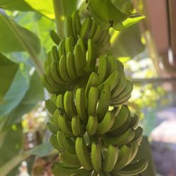 Mondo Fresca Produce