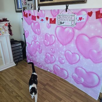 Kim’s Pet Palace - Valentine's Ready with the cutest tuxedo baby WITH thumbs - I'm in love! - Pet Groomers Near Me - Sunland, California Kim’s Pet Palace - Valentine's Ready with the cutest tuxedo baby WITH thumbs - I'm in love! - Pet Groomers Near Me - Sunland, California
