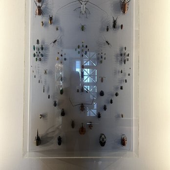 Field Museum - Beetles - Museums Near Me - Chicago, Illinois