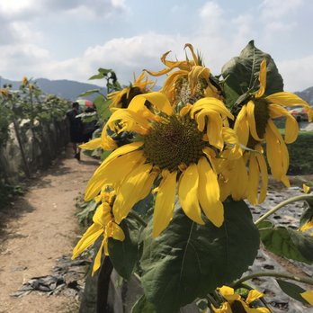 Strawberry Farm - Walking Tours Near Me Strawberry Farm - Walking Tours Near Me