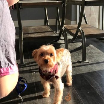 Top Notch Pet Spa - Pet Groomers Near Me - Raleigh, North Carolina Top Notch Pet Spa - Pet Groomers Near Me - Raleigh, North Carolina