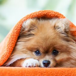 Hannah Pet Hospital