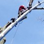 Photo of Nick's Tree Service