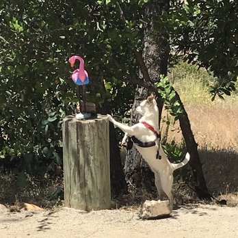 Lake Jennings - Chelsea just noticed Fanny the Flamingo🤣 - Parks Near Me - Lakeside, California Lake Jennings - Chelsea just noticed Fanny the Flamingo🤣 - Parks Near Me - Lakeside, California