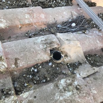 Absolute Pest Solutions - Pest Control Near Me - Phoenix, Arizona Absolute Pest Solutions - Pest Control Near Me - Phoenix, Arizona