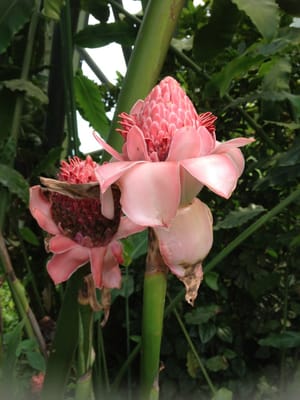 Eden Project by null