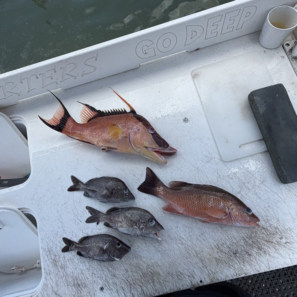 2 Shea Charters - Fish - Fishing Near Me - Clearwater, Florida