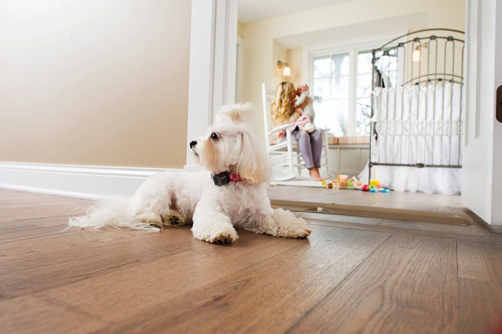 INVISIBLE FENCE BY BOUNDARIES FOR PETS Updated August 2024 61