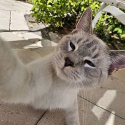 The Caribbean Court Boutique Hotel - Kitten help