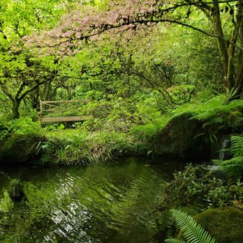 Lakewold Gardens - I love this picture with the little pond, the maple and the small waterfall! - Botanical Gardens Near Me - Lakewood, Washington Lakewold Gardens - I love this picture with the little pond, the maple and the small waterfall! - Botanical Gardens Near Me - Lakewood, Washington