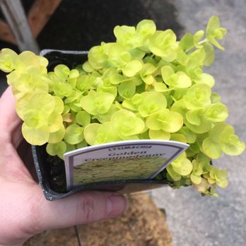 Portland Nursery - Creeping Jenny recommendation was so awesome!!! - Nurseries & Gardening Near Me - Portland, Oregon Portland Nursery - Creeping Jenny recommendation was so awesome!!! - Nurseries & Gardening Near Me - Portland, Oregon