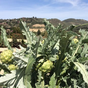 Carmel Valley Ranch - Artichokes growing in the garden - Hotels Near Me - Carmel, California