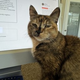 Nellie helping write the review for Hammers.