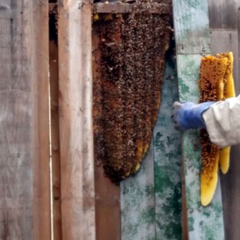 Bee Green Natural Bee Removal - Bee hive in between our fence. Bee hive is less than 3 months old. - Wildlife Control Near Me - Los Angeles, California