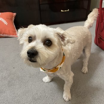 Grooming By Holly - After the haircut - Pet Groomers Near Me - Newark, Delaware