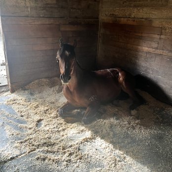 Pencil Belly Ranch - Bee enjoying some lay down time in his stall - Horse Boarding Near Me - Novato, California Pencil Belly Ranch - Bee enjoying some lay down time in his stall - Horse Boarding Near Me - Novato, California