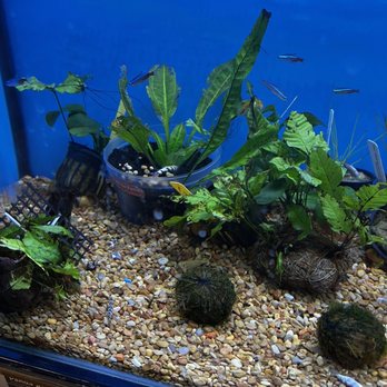 Petco - And more... dead fish - Pet Stores Near Me - Lawton, Oklahoma